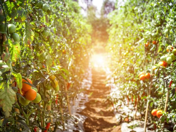 Ekološka proizvodnja voća